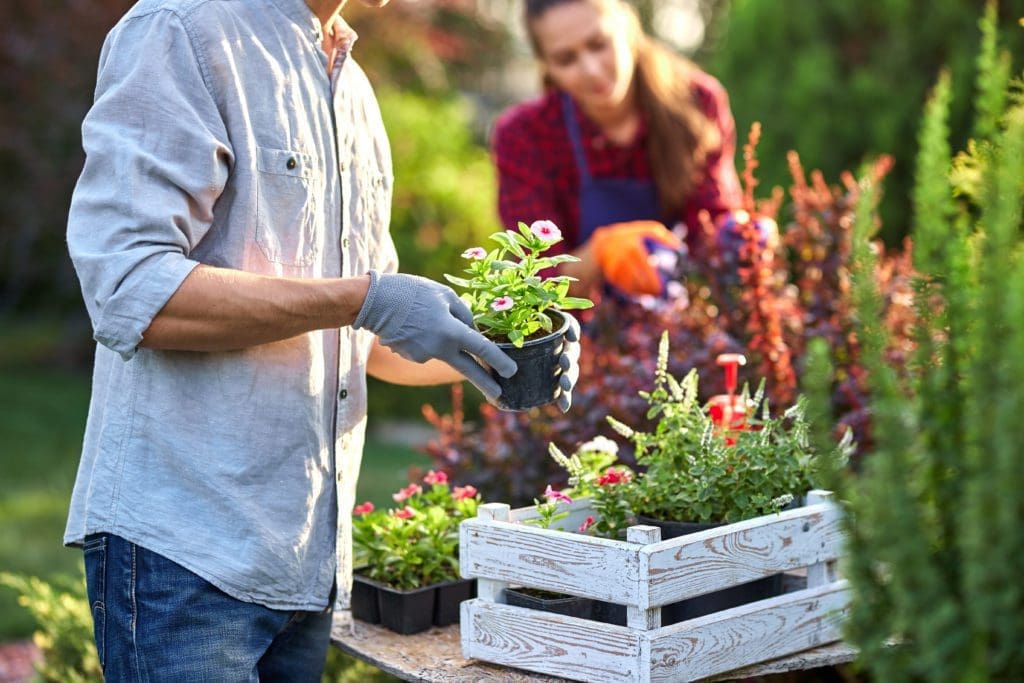 Guy gardener in garden gloves puts the pots with seedlings in the white wooden box on the table and a girl prunes plants in the wonderful nursery-garden on a sunny day.