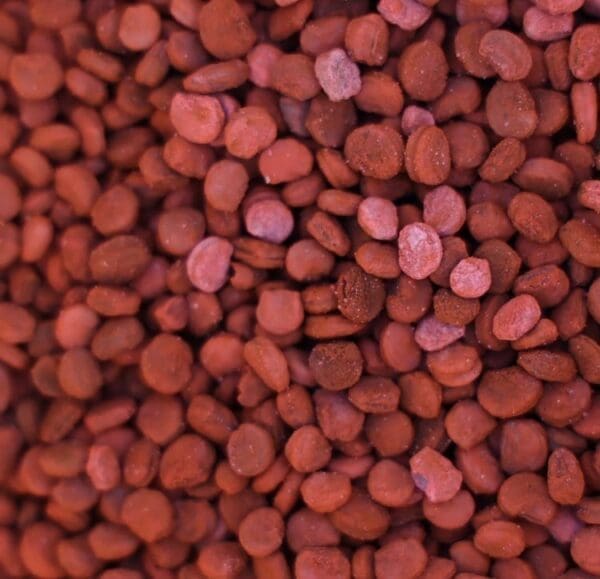Ginseng Seed