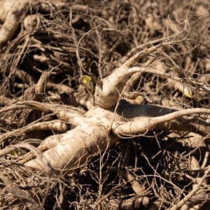 GInseng Rootlets