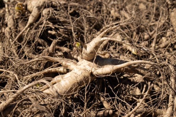 GInseng Rootlets