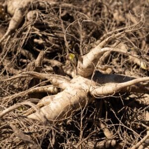 GInseng Rootlets