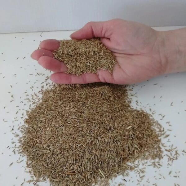 Hsu Athletic Grass Seed - Image 3