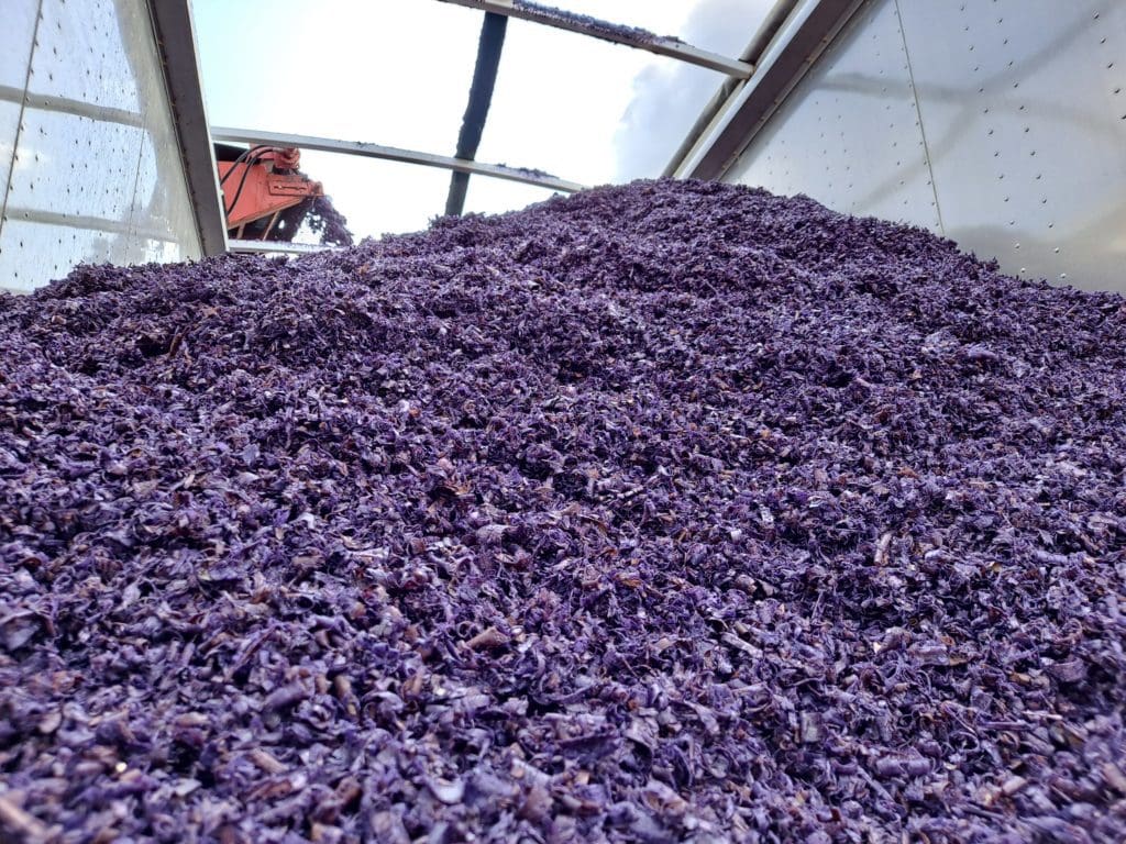 Purple Mulch