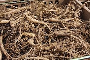 GInseng Rootlets
