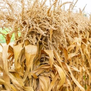 Corn Stalks