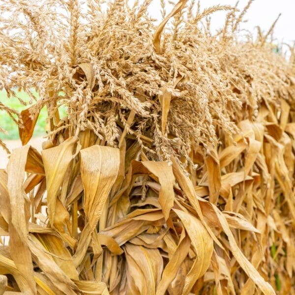 Corn Stalks